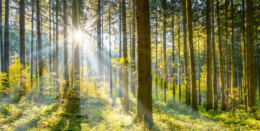 Exterior Wood Shutters and Doors Crafted with Minimal